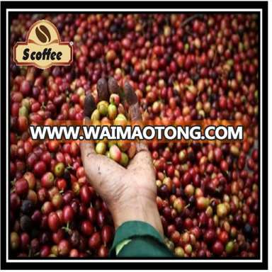 VIETNAM ORIGIN ROBUSTA GREEN COFFEE BEANS 2017-2018 NEW CROP