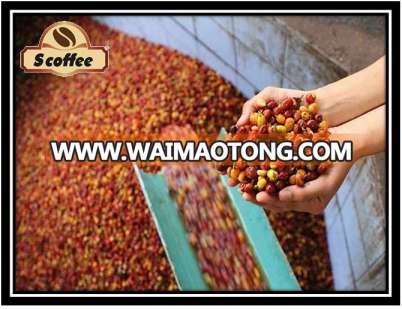 VIETNAM ORIGIN ROBUSTA GREEN COFFEE BEANS 2017 NEW CROP